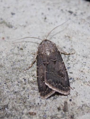 Réf. 238 886 : Agrotis bigramma